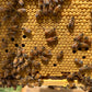 Marked Mated Queen Bees Noor Bees Perth