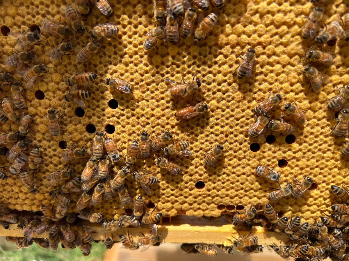 Marked Mated Queen Bees Noor Bees Perth