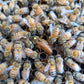 Nucleus Hive