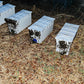 Nucleus Hive