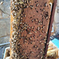 Nucleus Hive