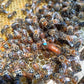 Nucleus Hive