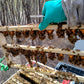 Queen Bee
