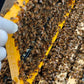 Nucleus Hive