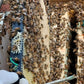 Nucleus Hive