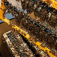 Queen Bee