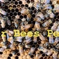 Nucleus Hive