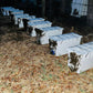 Nucleus Hive