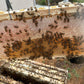 Nucleus Hive