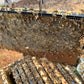 Nucleus Hive