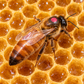 Marked Mated Queen Bees Noor Bees Perth