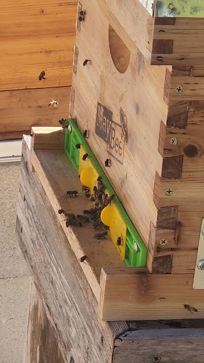 Plastic Beehive Entrance Reducer