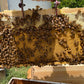 Marked Mated Queen Bees Noor Bees Perth